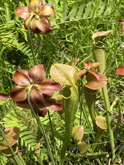 Sarracenia jonesii