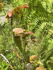Sarracenia jonesii