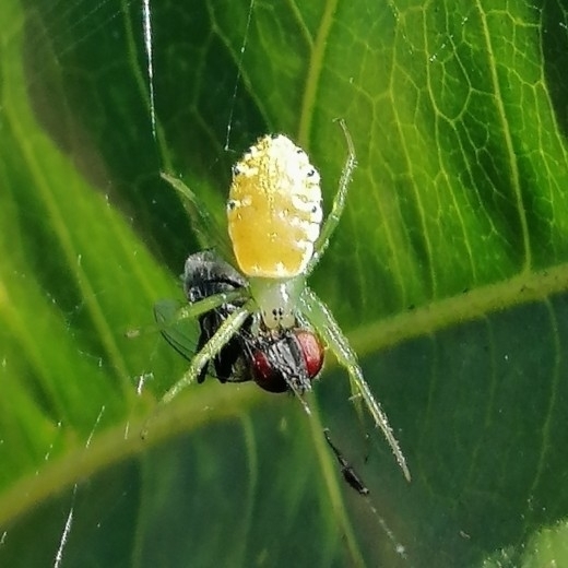 Alpaida albocincta