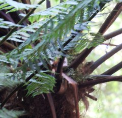 Cyathea capensis