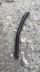 Pachyiulus flavipes