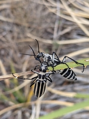 Epicauta atrivittata