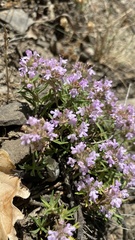 Thymus callieri
