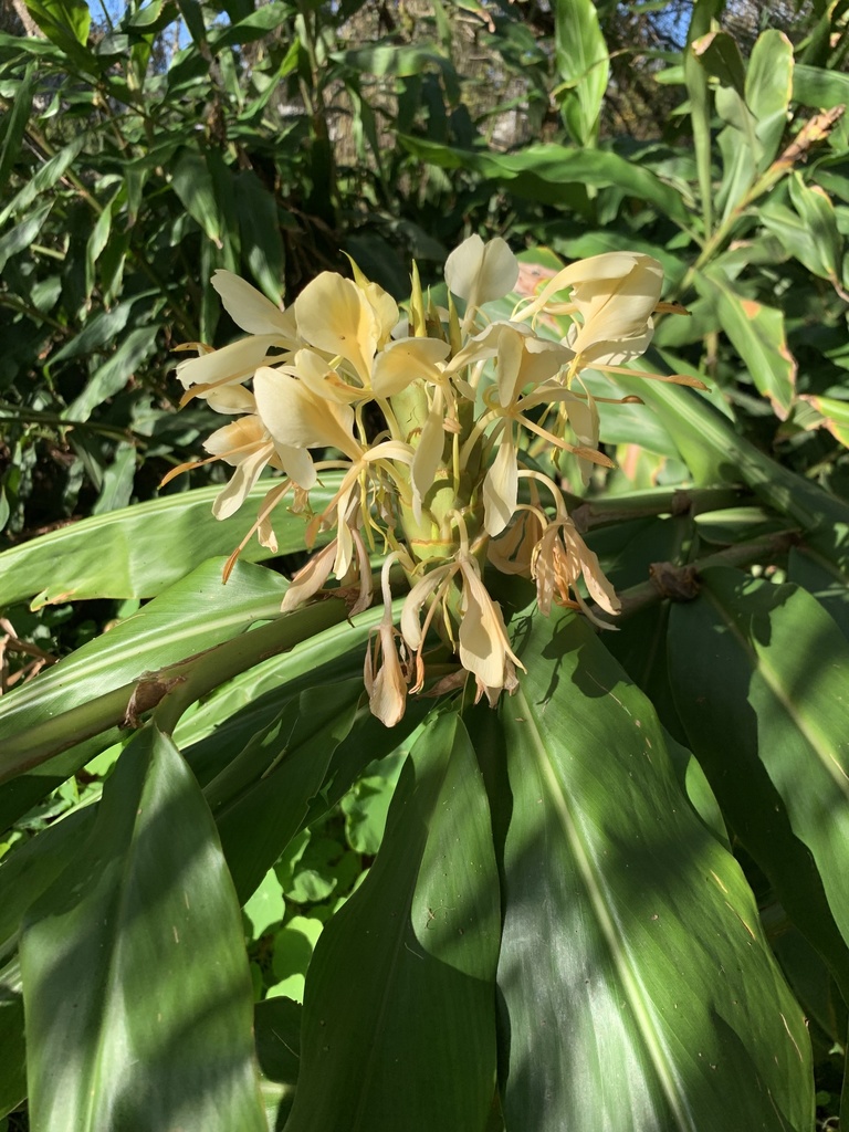 Cream garland-lily (Hedychium flavescens)
