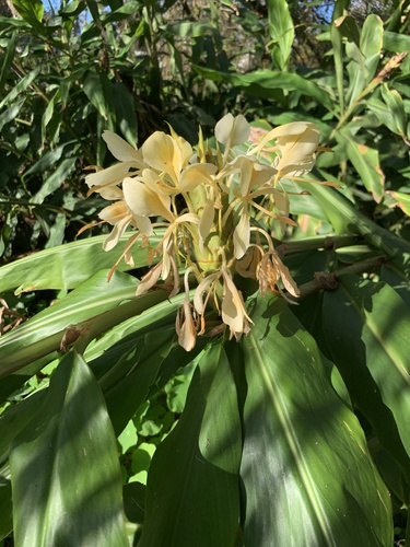 Cream garland-lily (Hedychium flavescens)