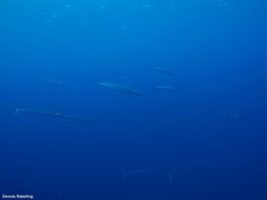 Acanthocybium solandri