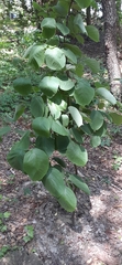 Styrax obassia