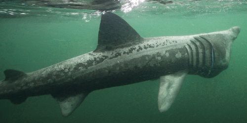 Representative image of Cetorhinus maximus