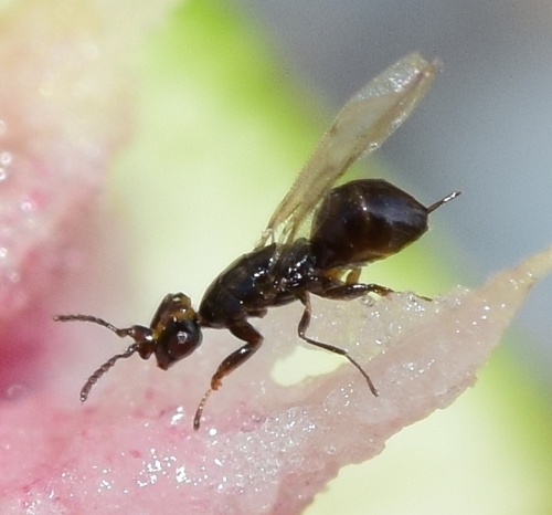 Representative image of Blastophaga psenes