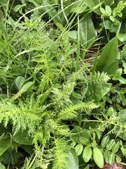 Pedicularis condensata