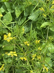 Lysimachia quadriflora