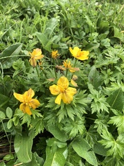 Trollius ranunculinus