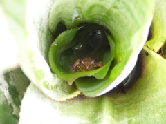 Dendropsophus bogerti