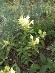 Scutellaria caucasica