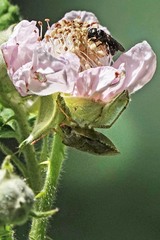 Euschistus conspersus