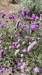 Dalea ornata