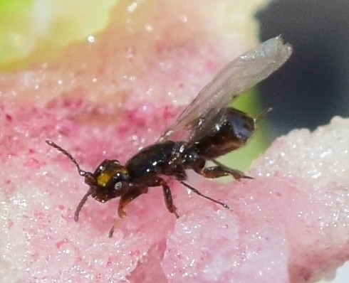 Representative image of Blastophaga