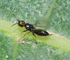 Blastophaga psenes