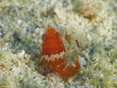 Apletodon