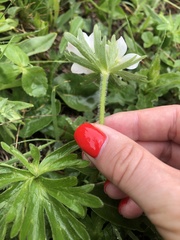 Anemonastrum fasciculatum