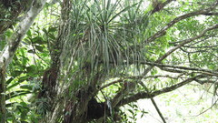 Beaucarnea