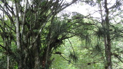 Beaucarnea