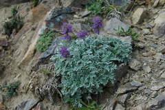 Phacelia sericea sericea