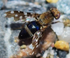 Actocetor indicus