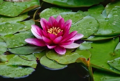 Nymphaea × marliacea