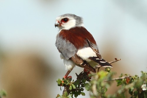 Pygmy Falcon