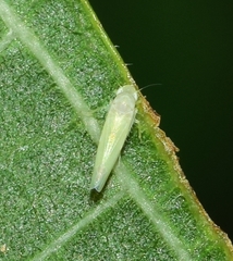 Ficocyba ficaria