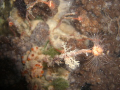 Tubulariidae