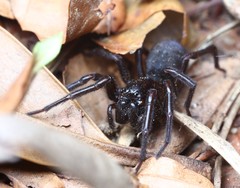 Pireneitega