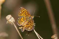 Texola elada ulrica