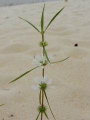 Staelia virgata