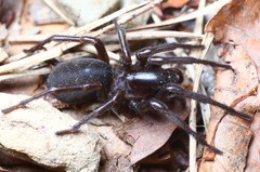 Pireneitega