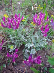 Astragalus vesicarius