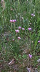 Armeria maritima halleri