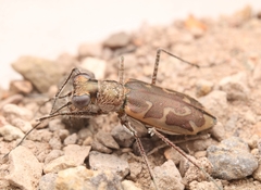 Ellipsoptera sperata