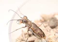 Ellipsoptera sperata
