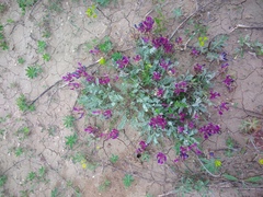 Astragalus vesicarius