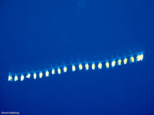 photo of Salps (Salpida)