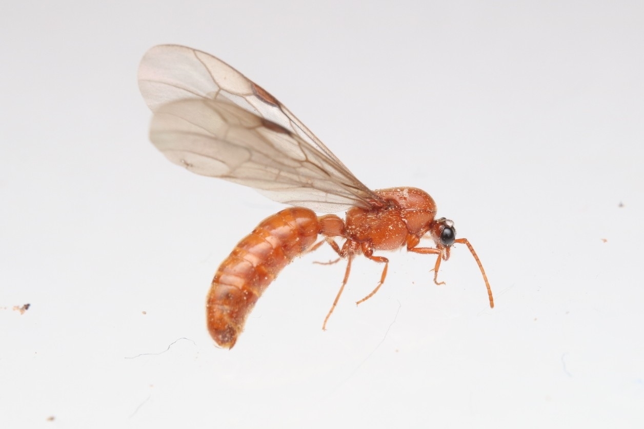 Neivamyrmex fuscipennis
