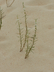 Staelia virgata