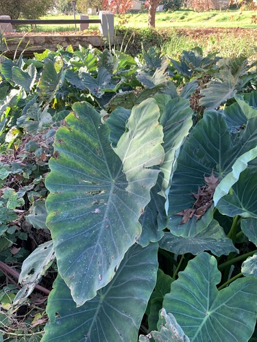 Colocasia esculenta