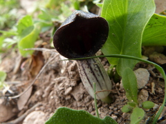 Arisarum