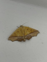 Xanthanomis xanthina