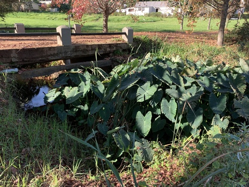 Colocasia esculenta