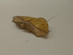 Xanthanomis xanthina