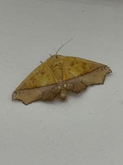 Xanthanomis xanthina